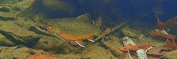 Trout feeding in the fall. Photo: Bret Ladago, Vermont Fish & Wildlife Fish underwater